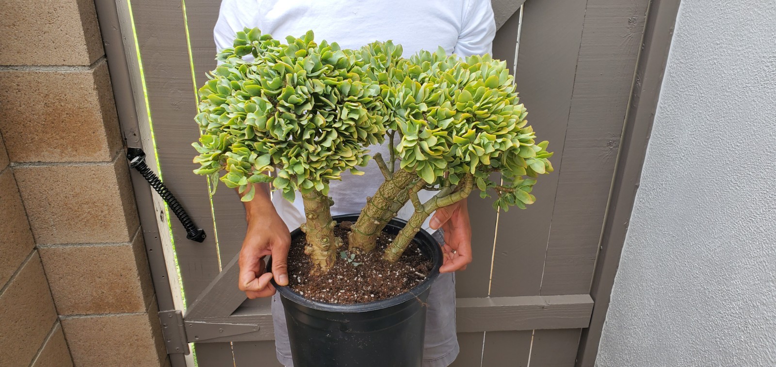 Crassula Arborescens Ripple Jade Succulent Great for Bonsai -A