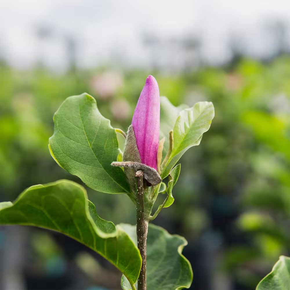 1 Gal. Ann Magnolia (2-Pack)