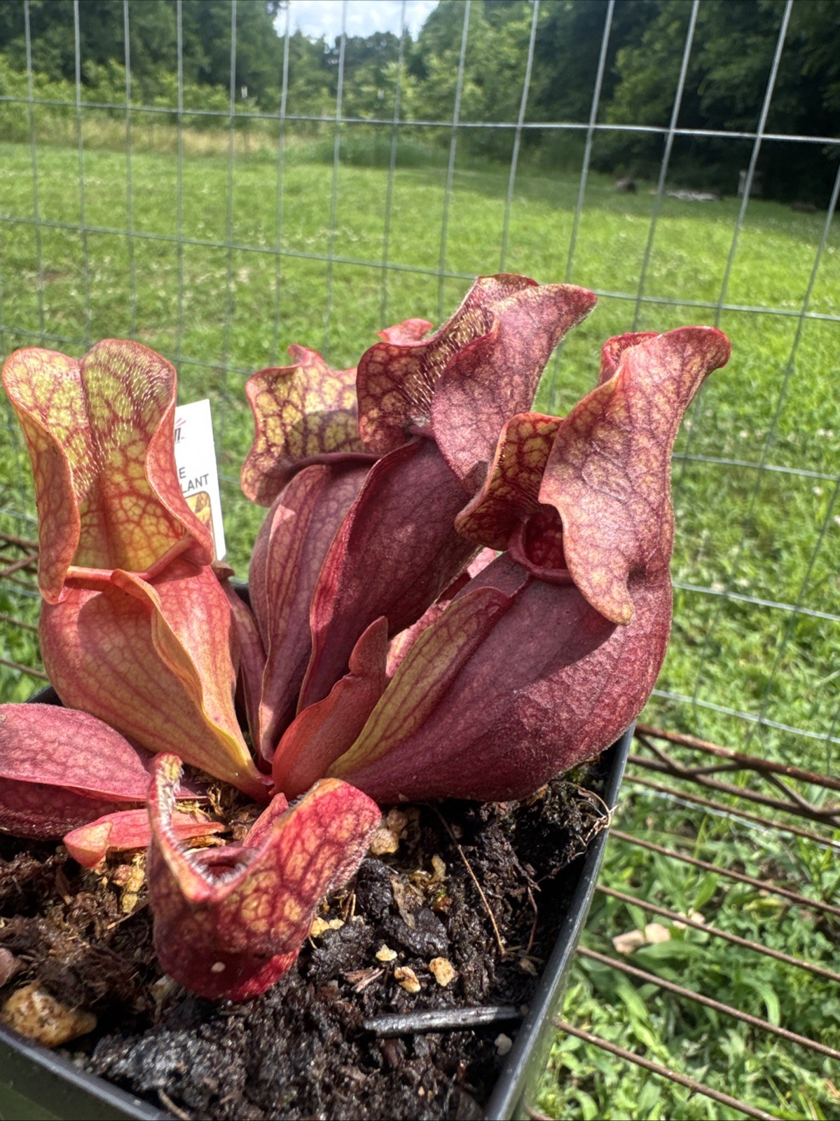 SARRACENIA PURPUREA “BOOMAN FLORAL” MARCO BOOMAN. MEDIUM SIZE.