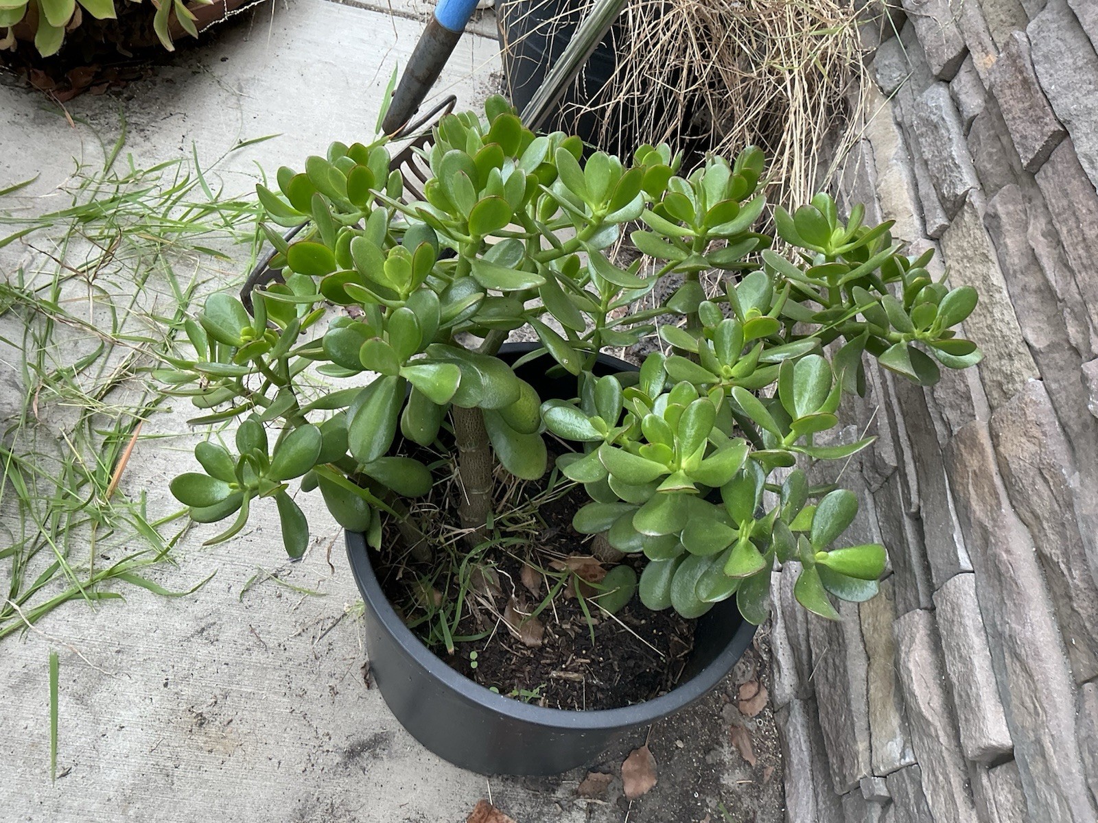 Healthy lush green Crassula Ovata Jade Plant cluster, Rooted 17” 16” 12” Roots