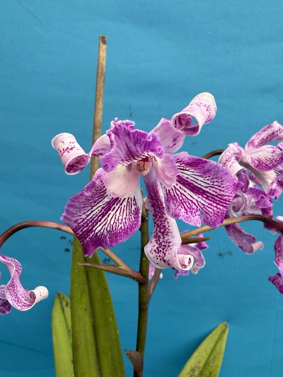 Cattleya Odette’s Flare ‘Spots’ X L. lyonsii BS New Growths Orchid Eros 7” Pot