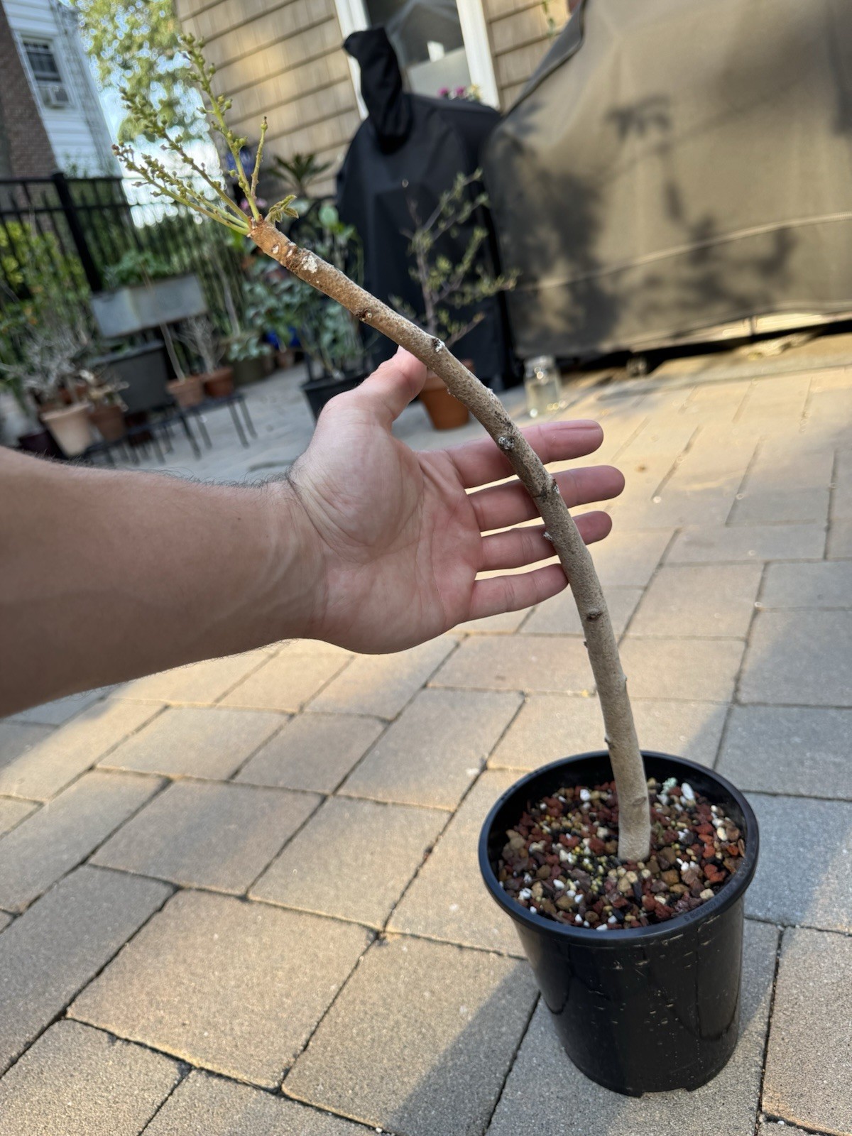 Boswellia Serrata X Sacra Flowering Bursera Commiphora Caudex Live Plant