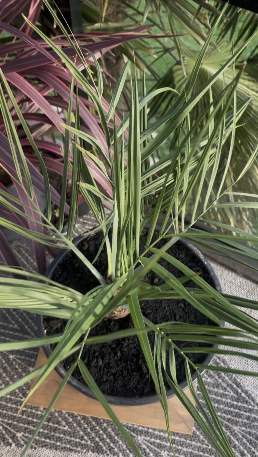 Butia X Jubaea Hybrid – LIVE – 10F Cold Hardy Snow/Ice Resilient – Rare Tropical