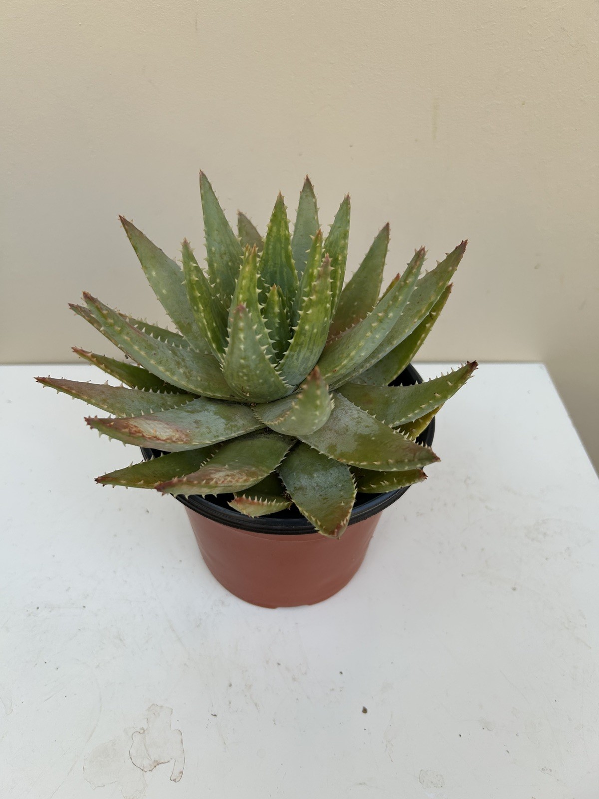 Live Large 10in. Short-Leaf Aloe Blue Aloe Brevifolia ‘Crocodile’ Plant w/roots