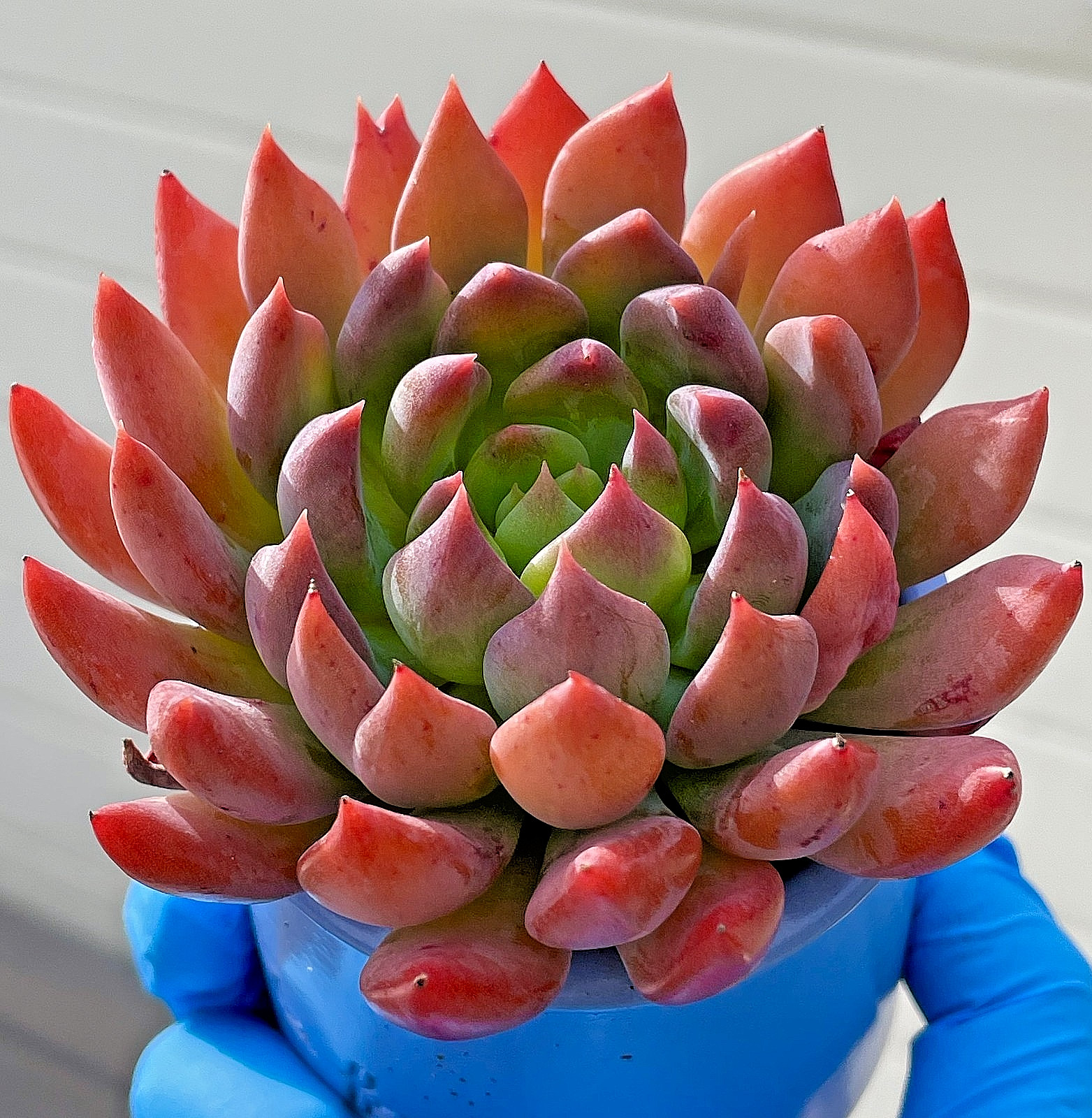 Rare Succulent Dark Elf Fully Rooted Healthy Live Easy Care Plant 2-3 Inches
