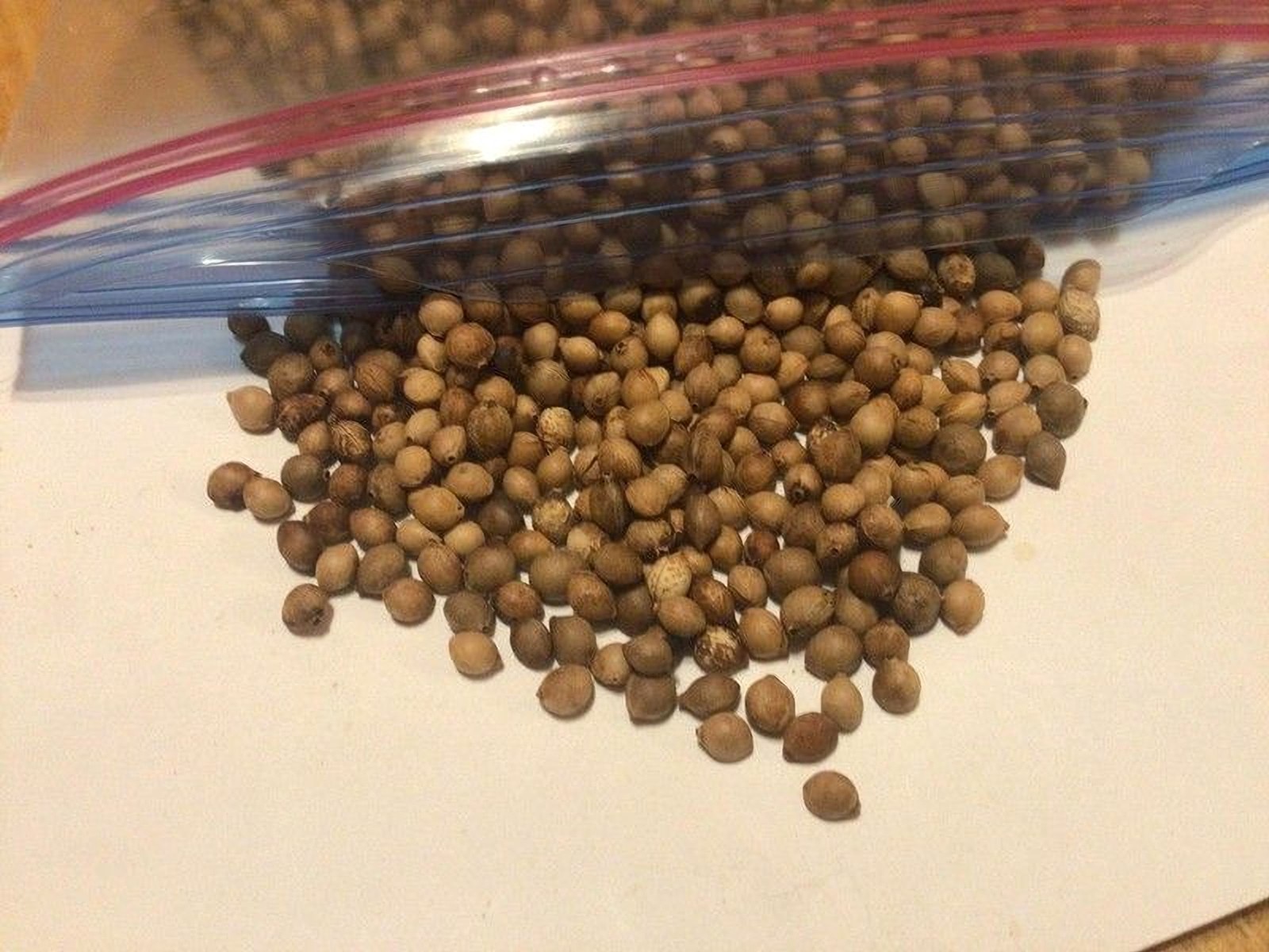 Black Cherry Tree Seeds (Prunus Serotina )