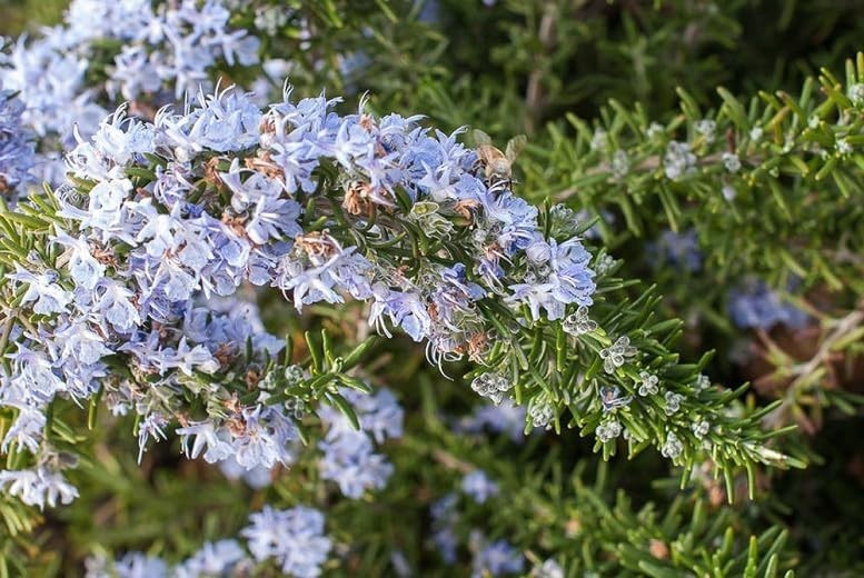 Creeping Rosemary in 2.5” Nursery Cubes (Rosmarinus officinalis ‘Prostratus’)