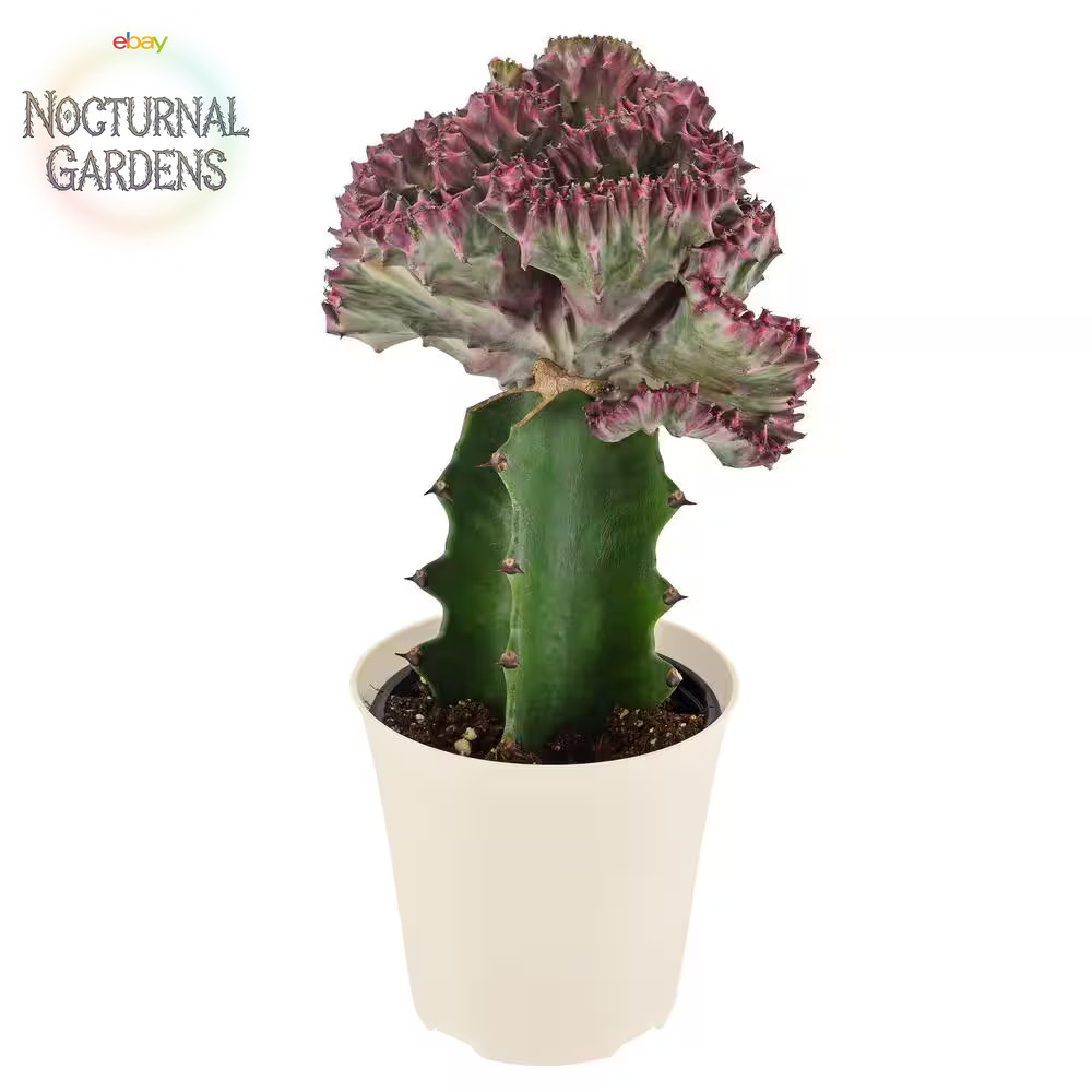 4 In. Light Purple Marmaid Tail Coral Cactus Live Indoor Plant in Beige Plastic