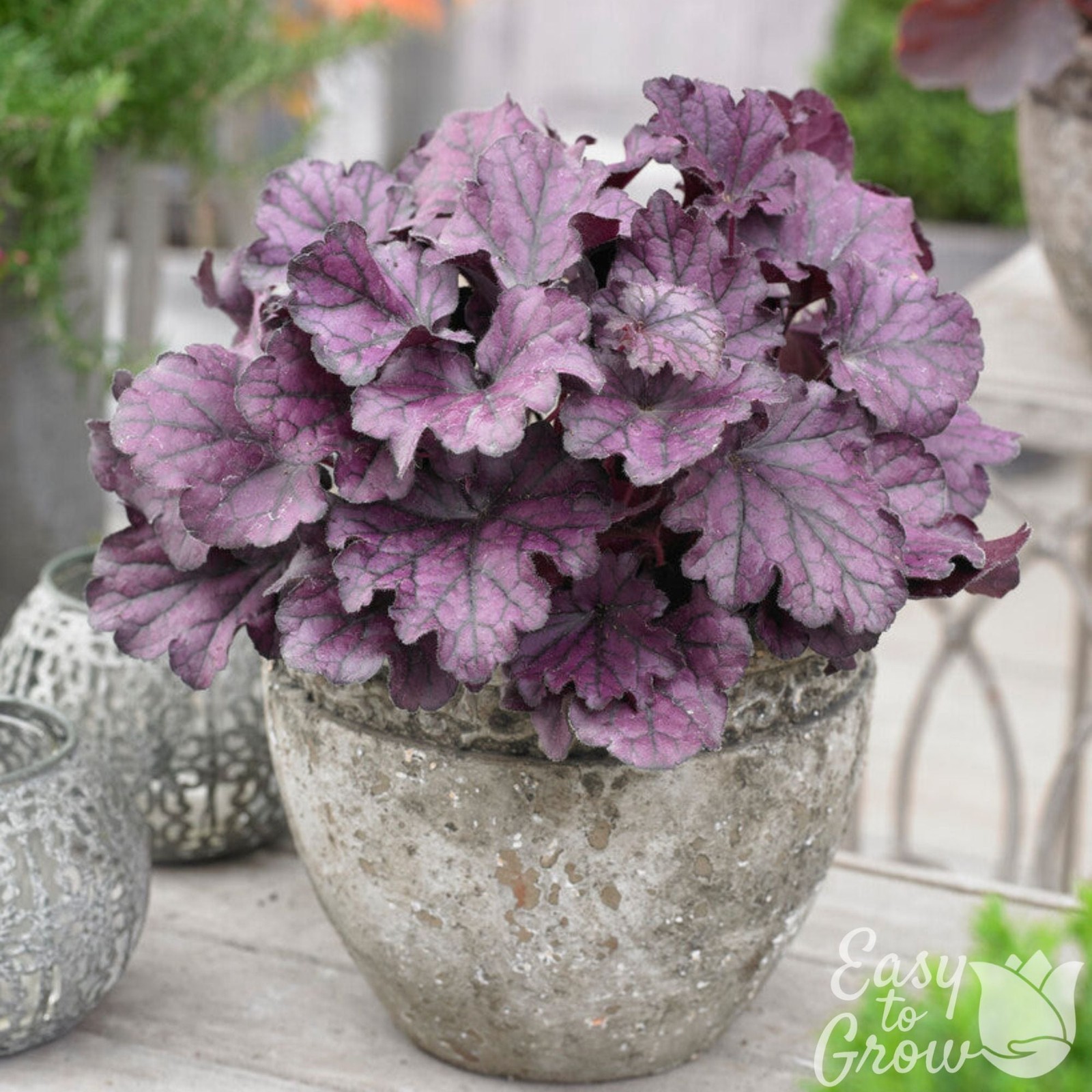 Heuchera Forever Purple 2 Potted Plants – Rooted in Quart Pots, Easy to Grow