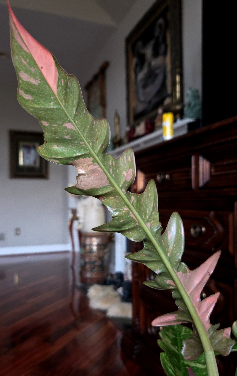RARE XL Philodendron Ring Of Fire 30″ Tall 1 Gal Pot No Monstera Anthurium Aroid