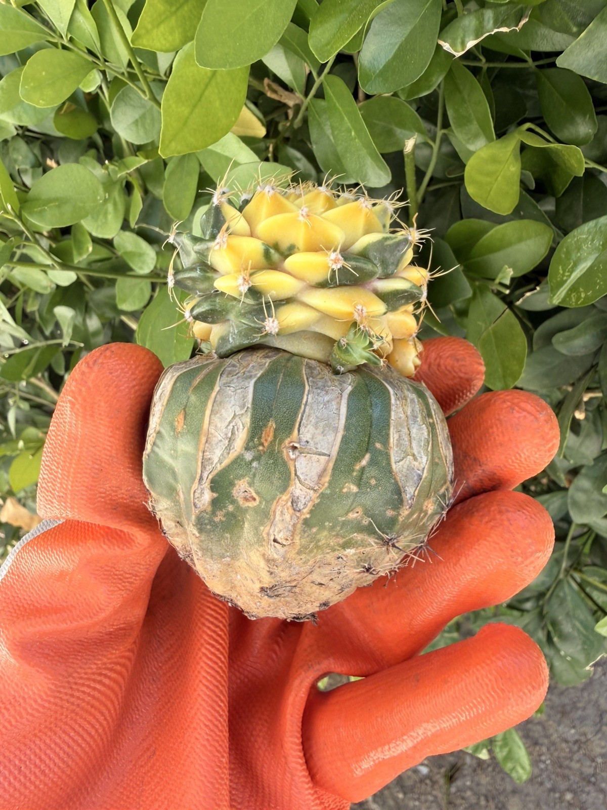 Rare Cactus Variegated Grafted