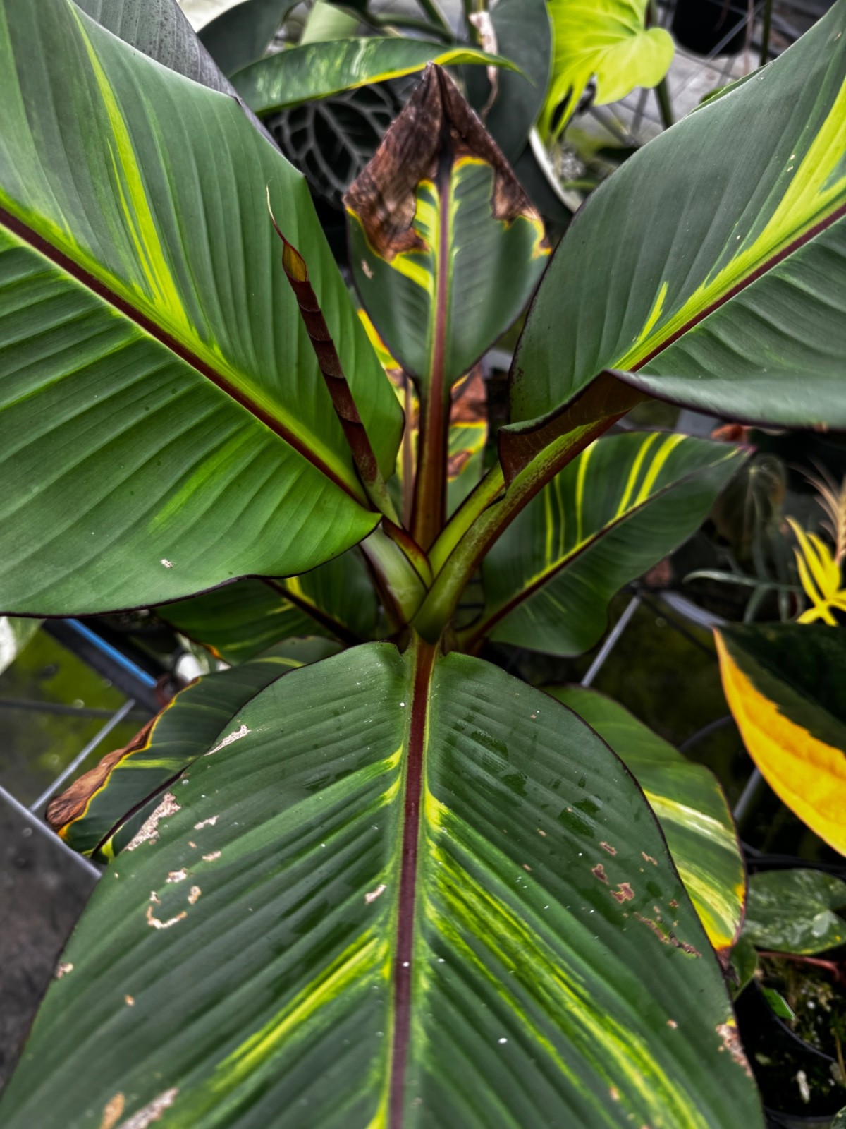 Extreme rarity Aurea Ensete maurelli Sport Variegated Not Nono Banana