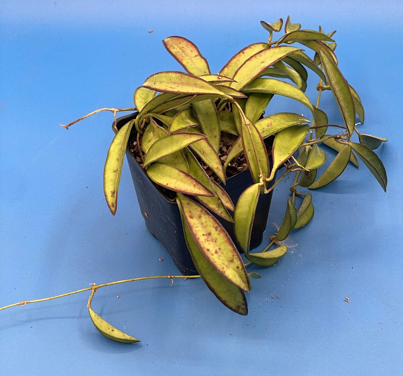 Hoya Wayetii – Rooted In 3.5″ pot – Wax Plant – Multiple Nodes!