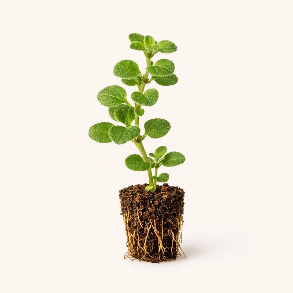 Hot & Spicy Mexican Oregano (Origanum vulgare) 12-16” Wow!