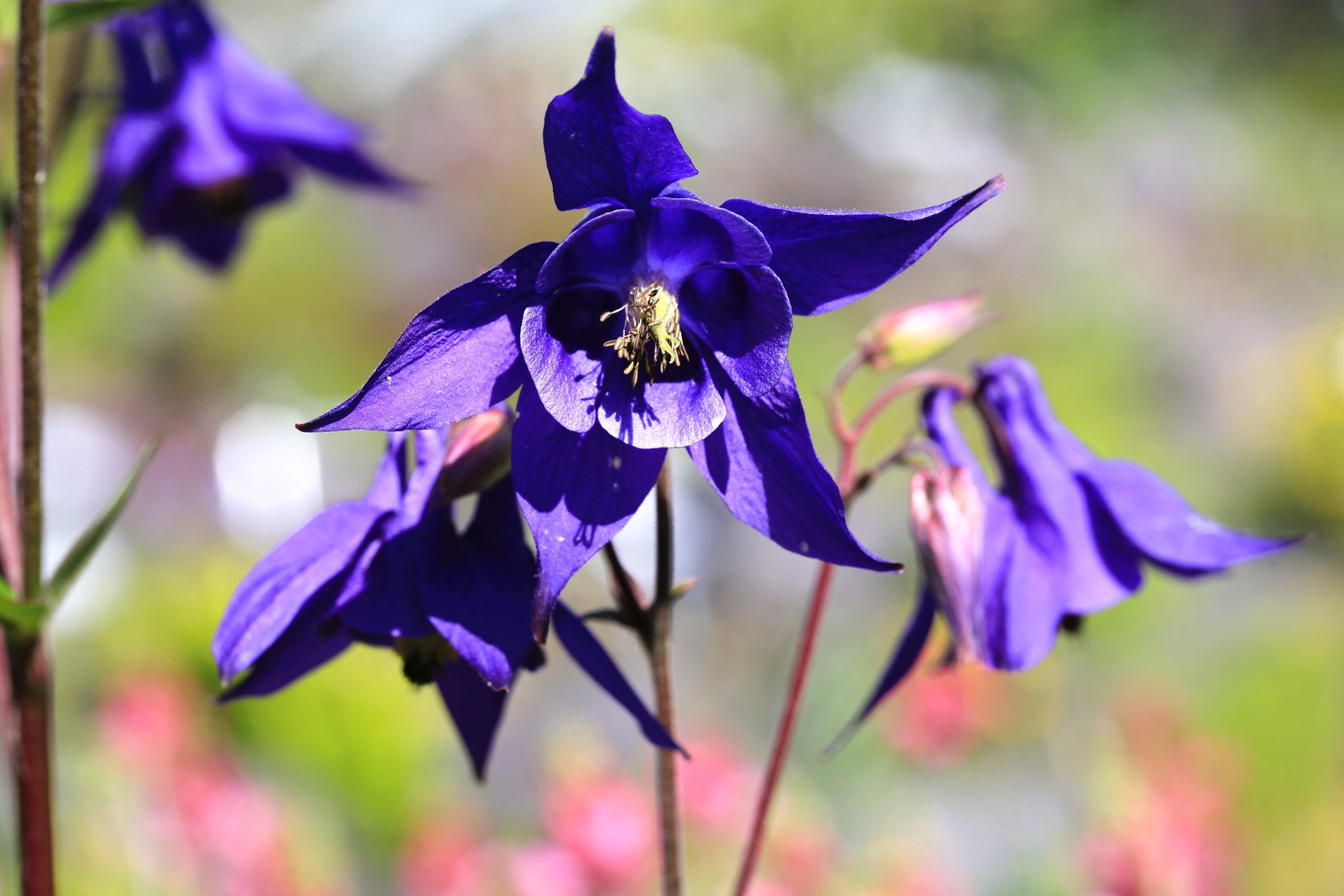 100 PURPLE COLUMBINE Aquilegia Vulgaris Flower Seeds