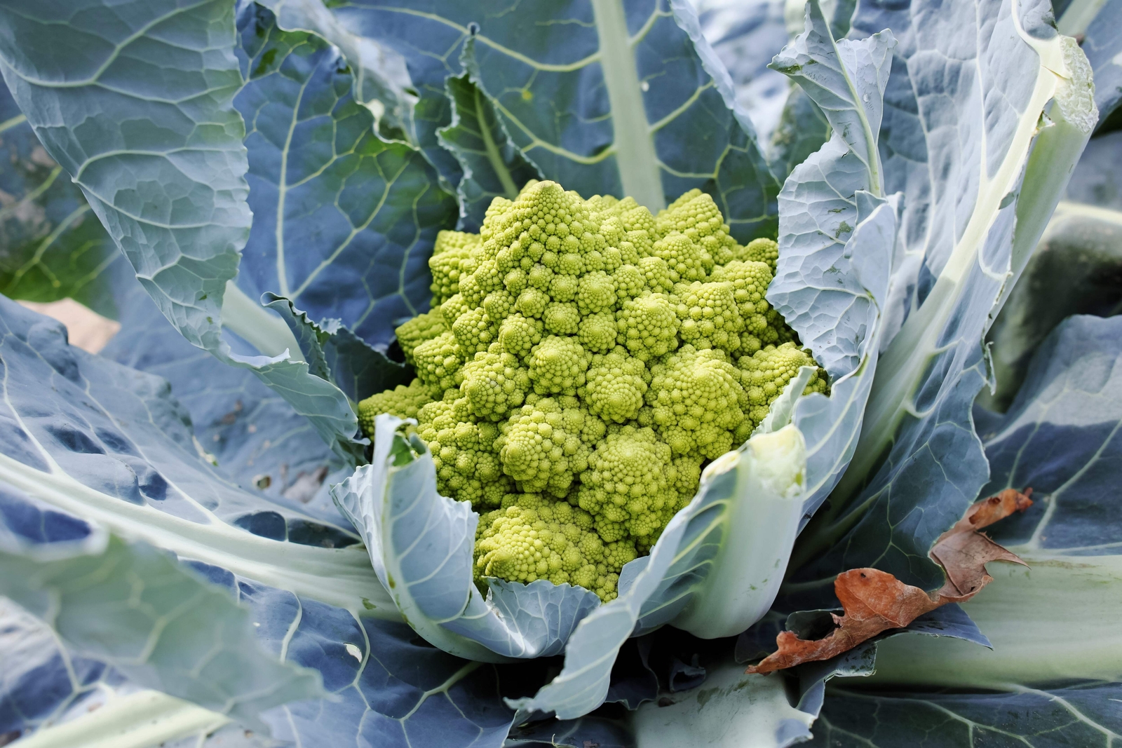 500 ROMANESCO BROCCOLI Broccoflower Cauliflower Brassica Vegetable Seeds *FlatSH