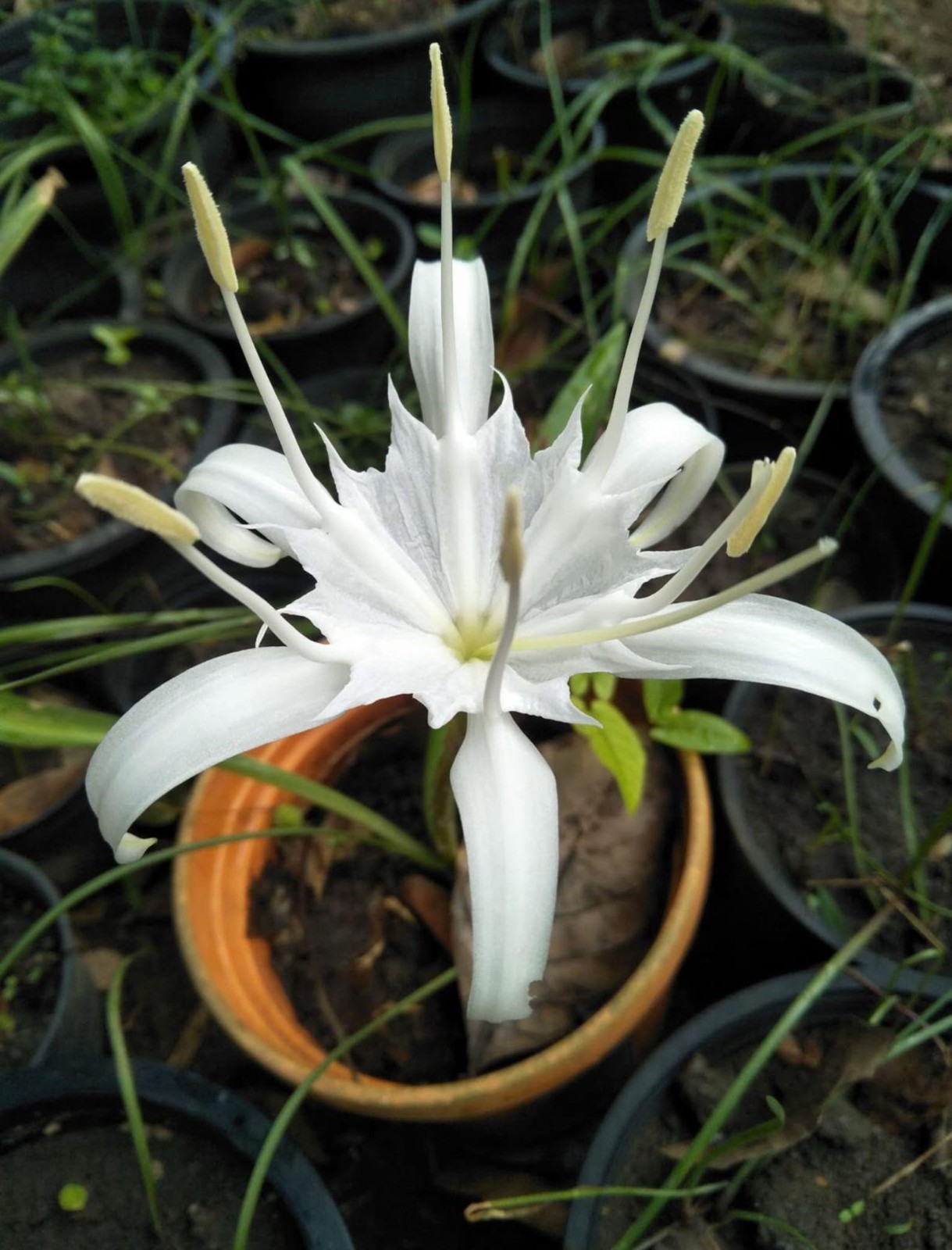2 Bulbs ~ Pancratium zeylanicum ~ Tropical white Asian Spider Lily