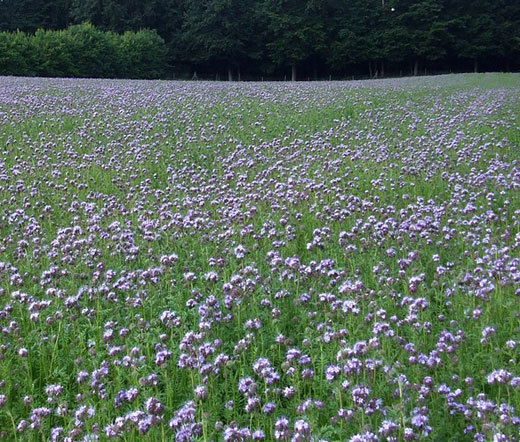 LACY PHACELIA Phacelia Tanacetifolia – 5,500 Bulk Seeds