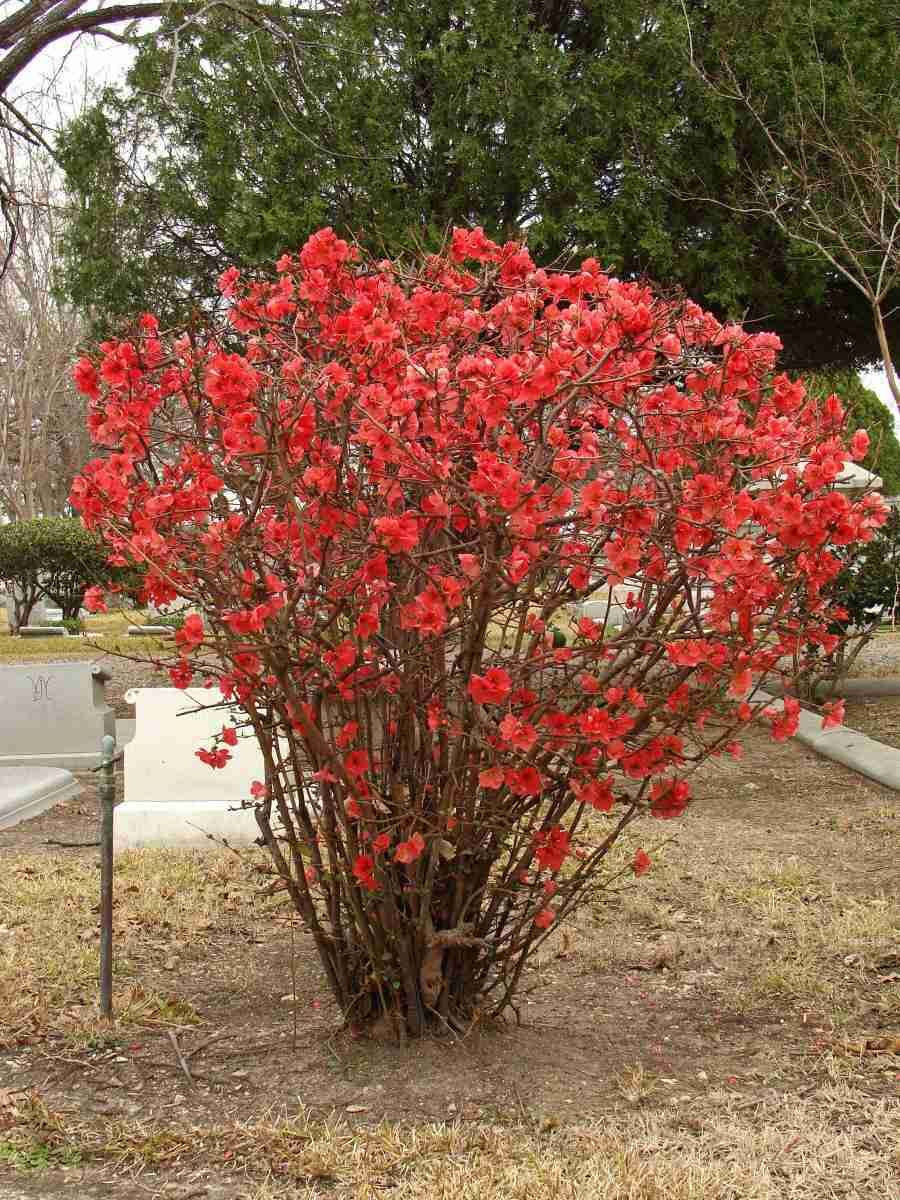 TEXAS SCARLET FLOWERING JAPANESE QUINCE LIVE STARTER PLANT