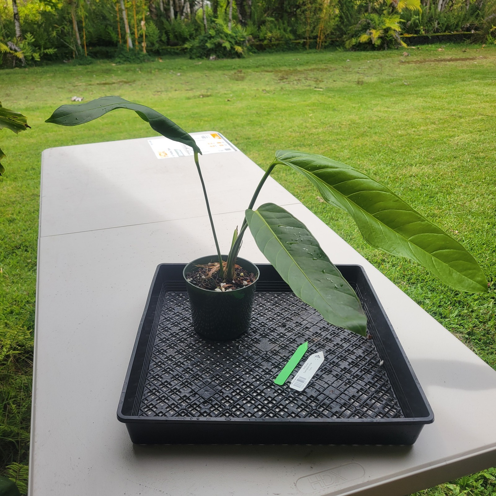 Anthurium Spectabile Wide Form, Exact Plant Ships Nationwide