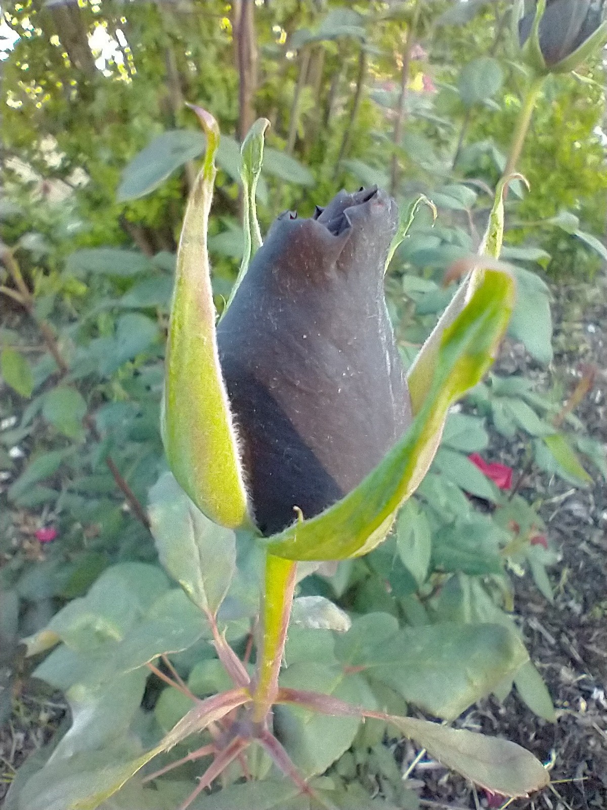 Taboo-Deep Red Hybrid Tea Own-root Live Plant Long Stems 6″ Pot Rose Bush