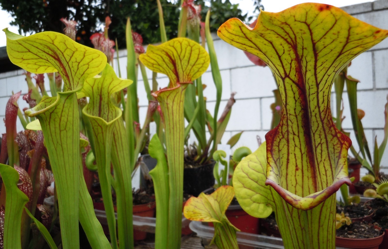 Live Carnivorous Plants – Sarracenia Reptilian Rose Sister (small size)