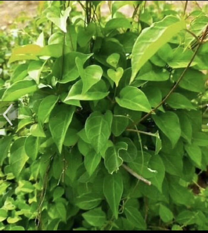 3 pounds La giang Tuoi (Fresh Leaves)- Not To Ship To California