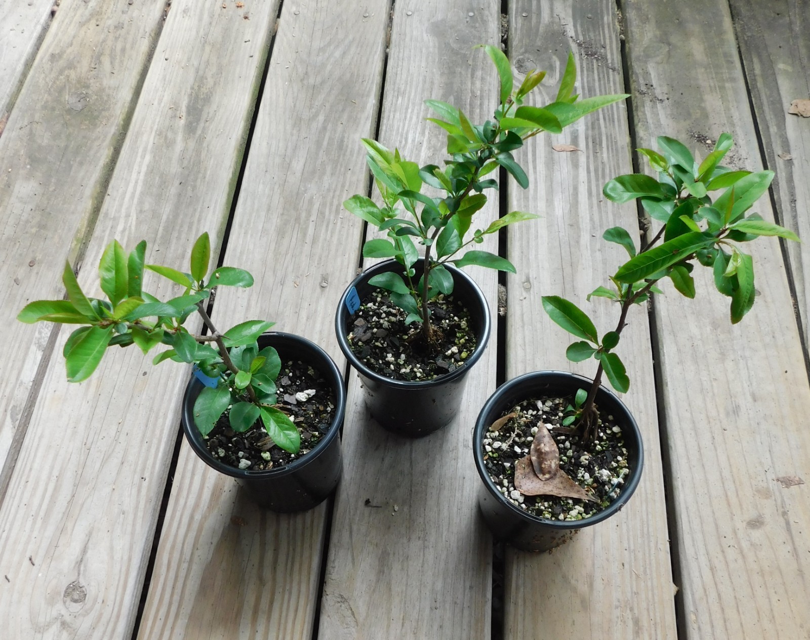 Red Flowering Quince Chaenomeles Speciosa Seedling 8+” Tall 5″ Pot Spitfire