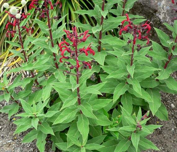 Lobelia tupa 15 Seeds