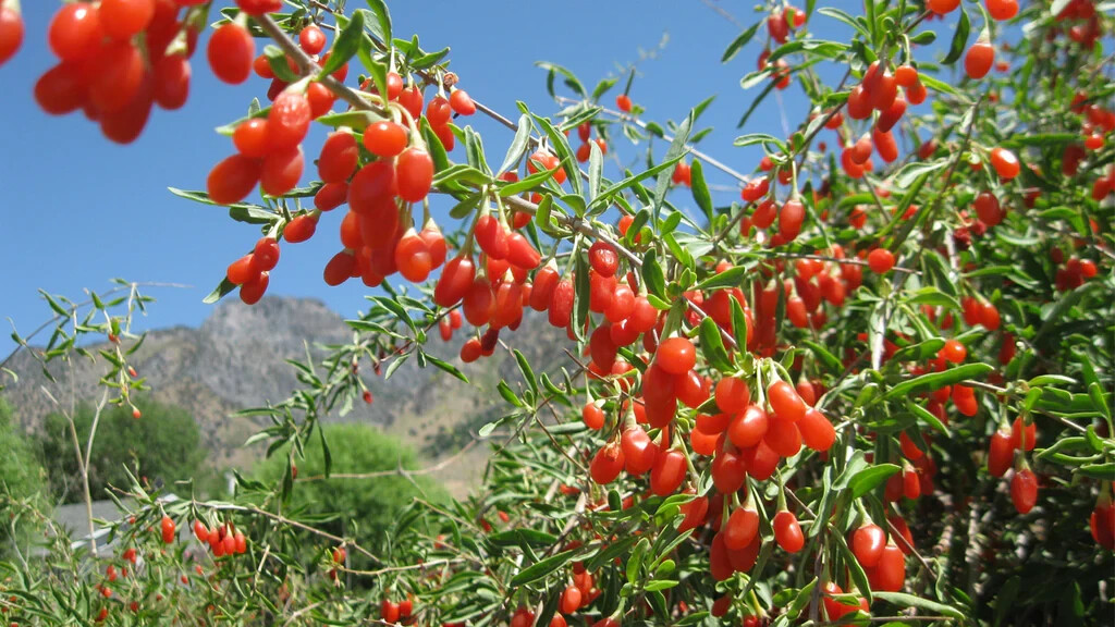 1 ft – 2 ft tall plant in pot Goji berry wolfberry (superfood) fruiting bush