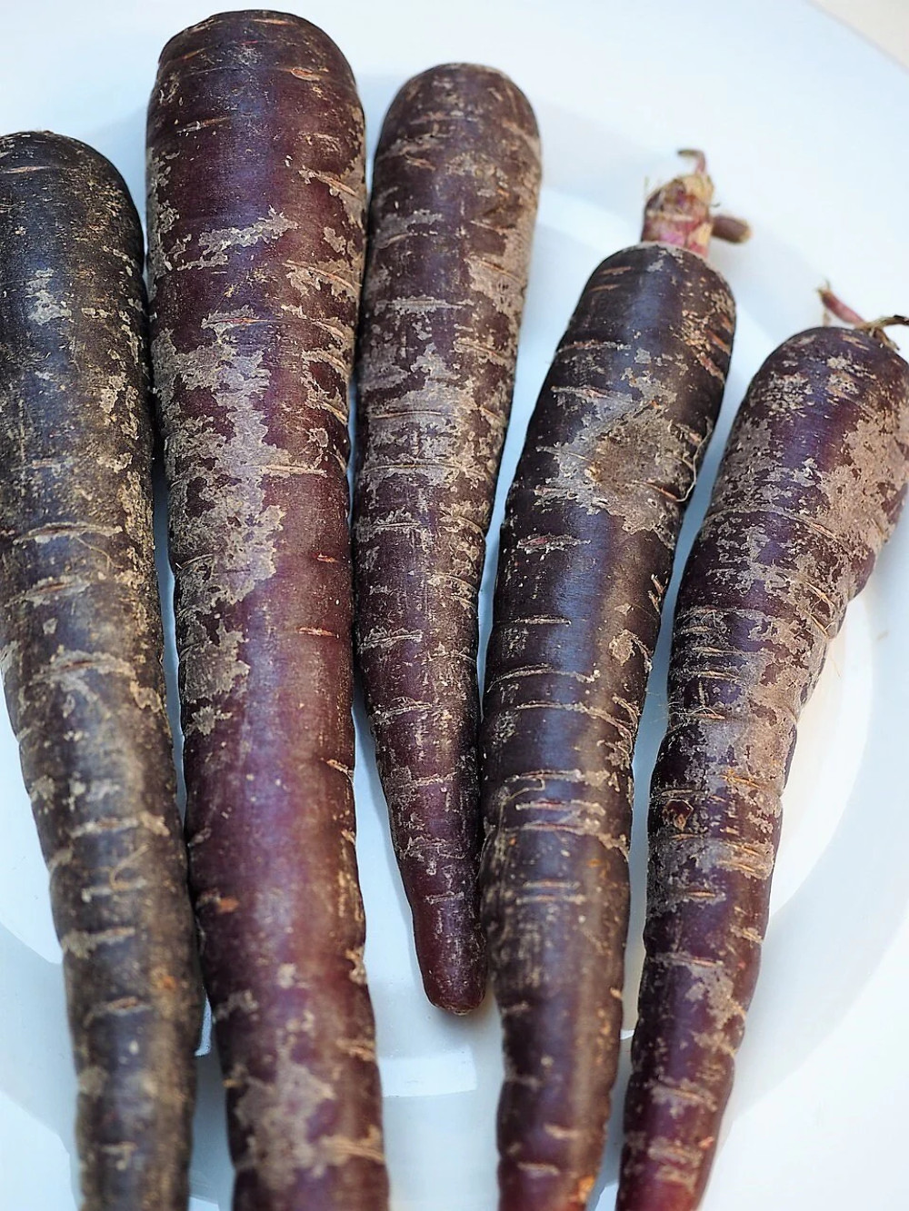 300 BLACK NEBULA CARROT Daucus Carota Root Vegetable Seeds