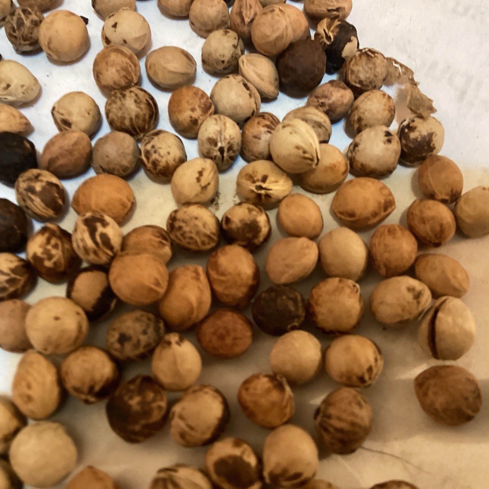 Black cherry tree seeds (prunus serotina)