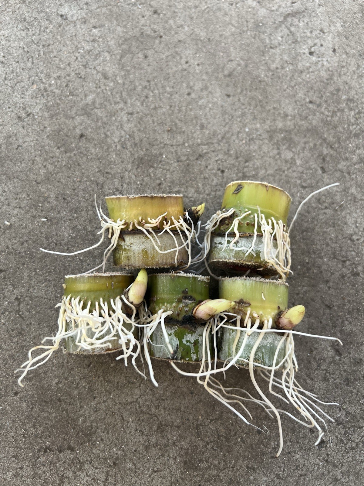 5pcs Sugarcane Cutting Sweet Juicy Tropical Plant Ready To Plant
