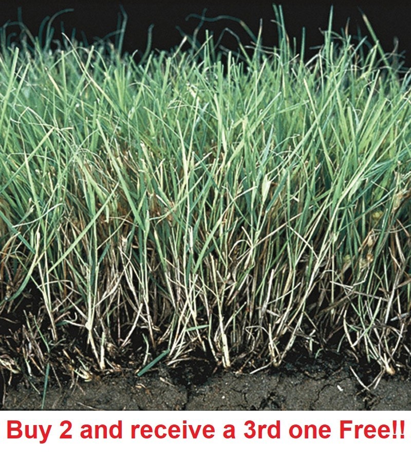 1/2 lb BUFFALO GRASS Seed Native Prairie Sedge Low Maintenance Drought Heat Turf