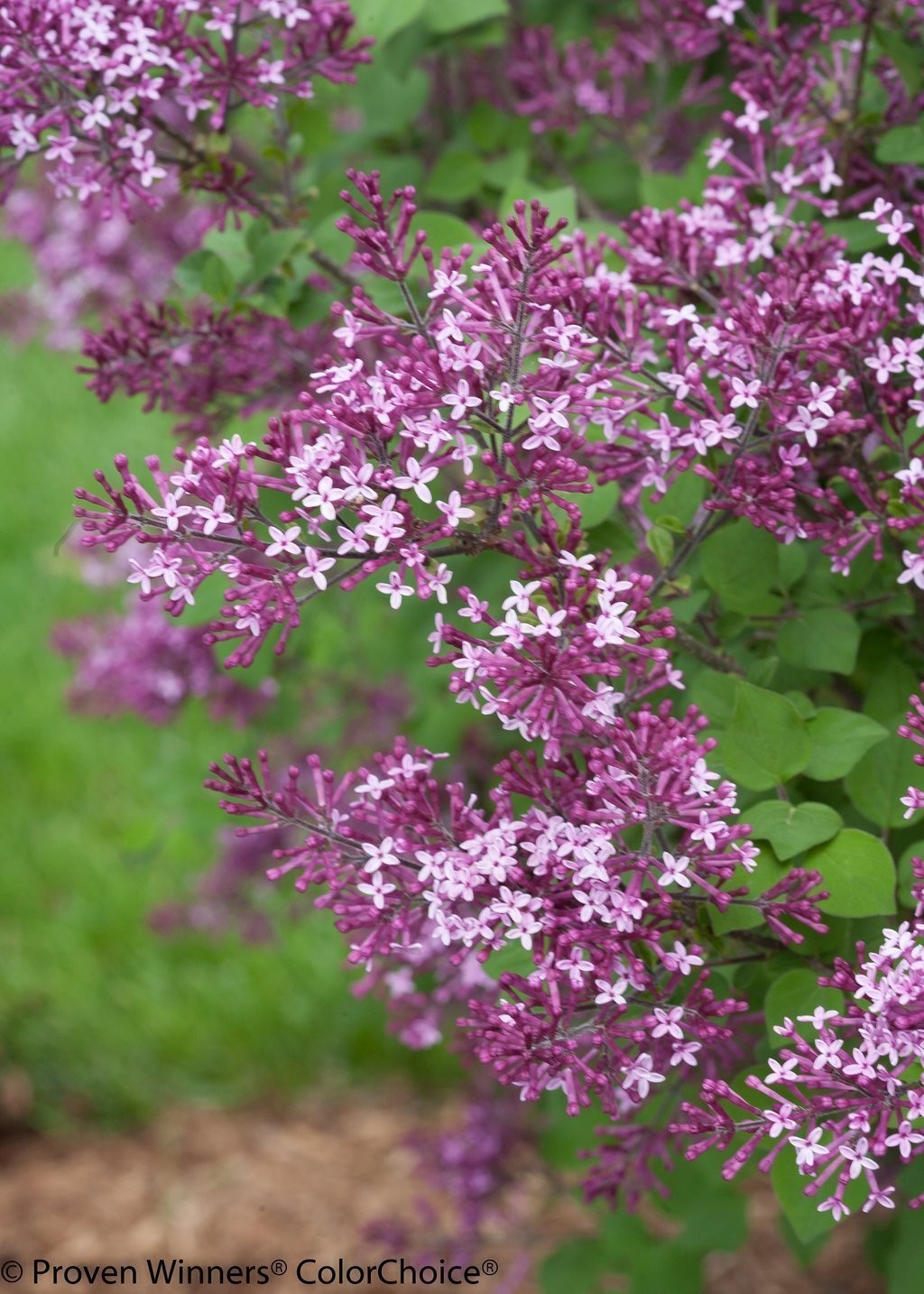 Green Promise Farms Proven Winners – Syringa X Bloomerang Dark Purple