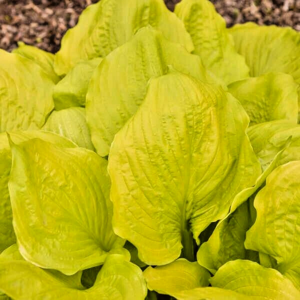 20 SEASONS IN THE SUN HOSTA SEEDS