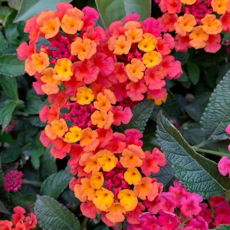 300+ Perennial Mix Lantana Camara Flowers Seeds – Planting Outdoors Home Gardens