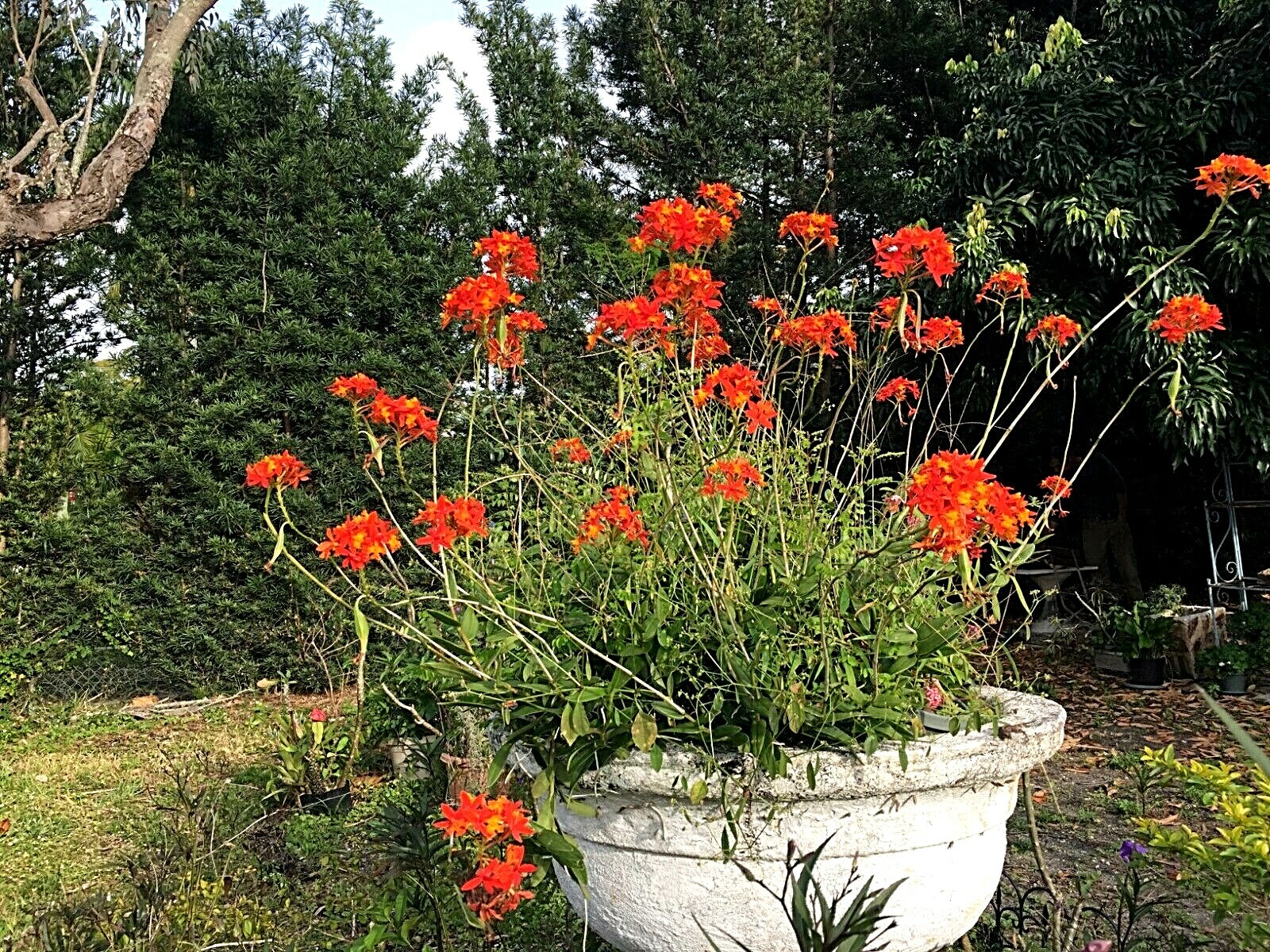 6 Orchid Orange Red Yellow Fire-star Plants Epidendrum Radicans, Live Plant