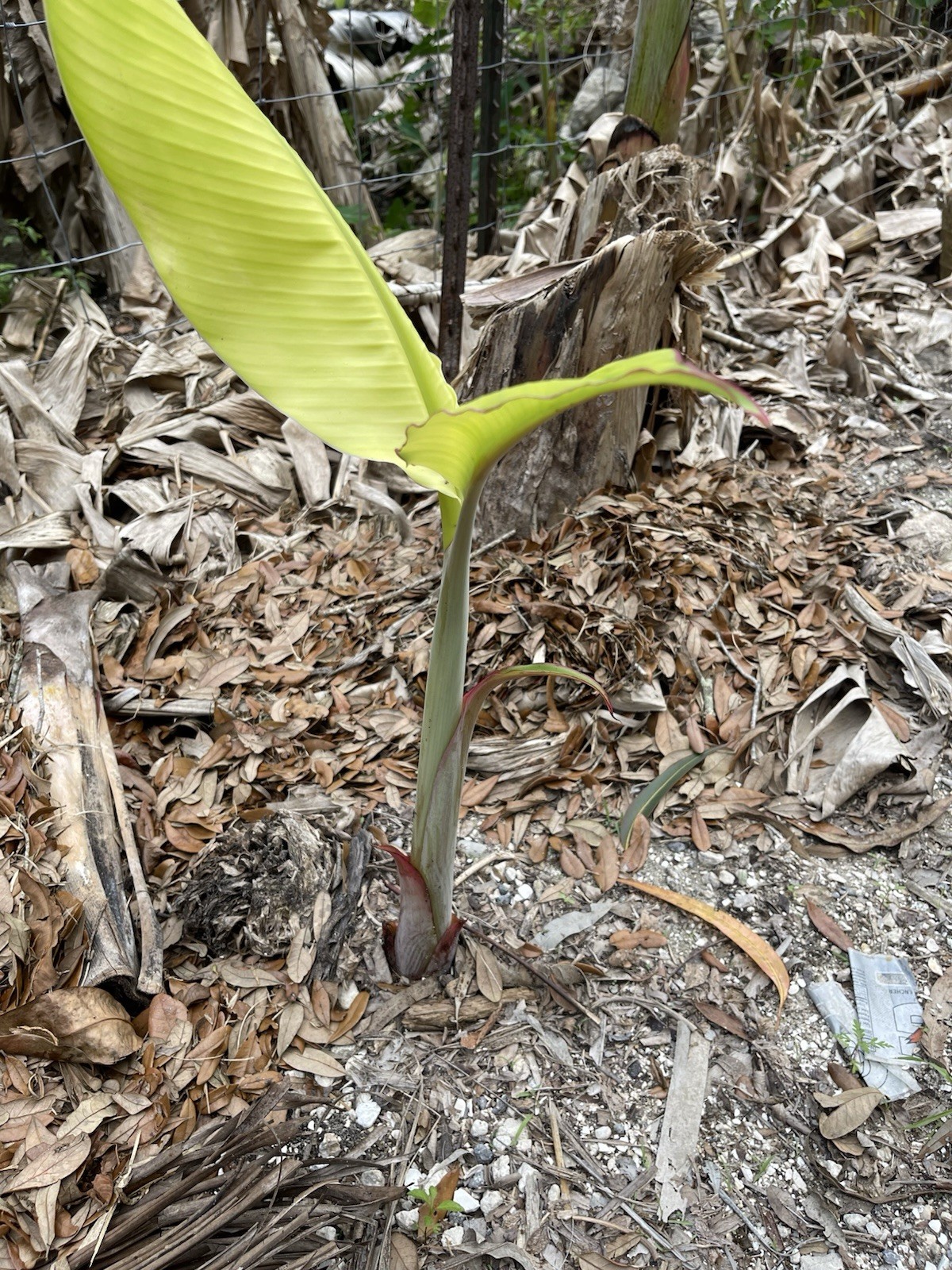 Ice Cream Banana Dwarf Namwah Blue Java Live Plant guaranteed bananas
