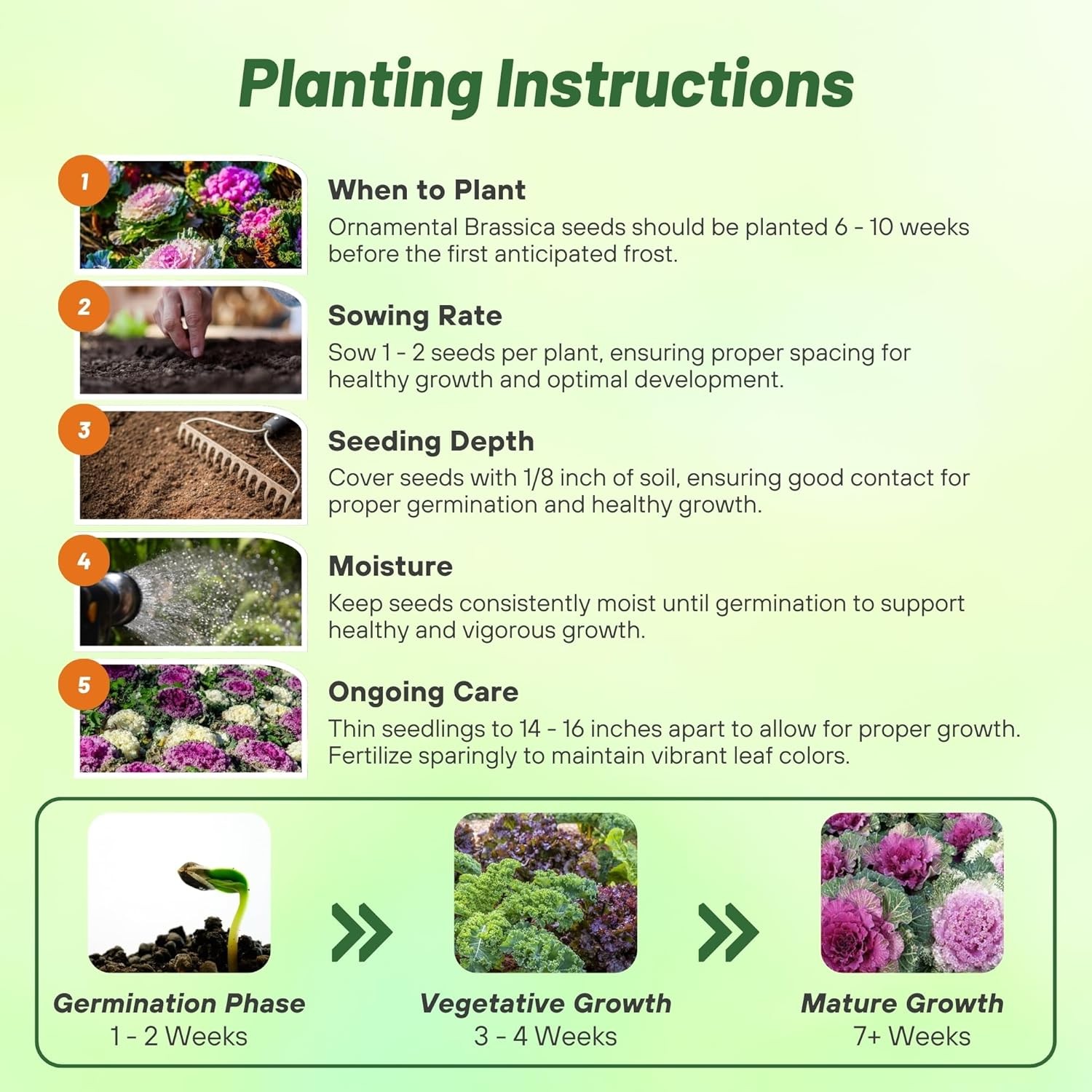 2000 Seeds Ornamental Kale Seeds – Brassica Kale Flower Seed