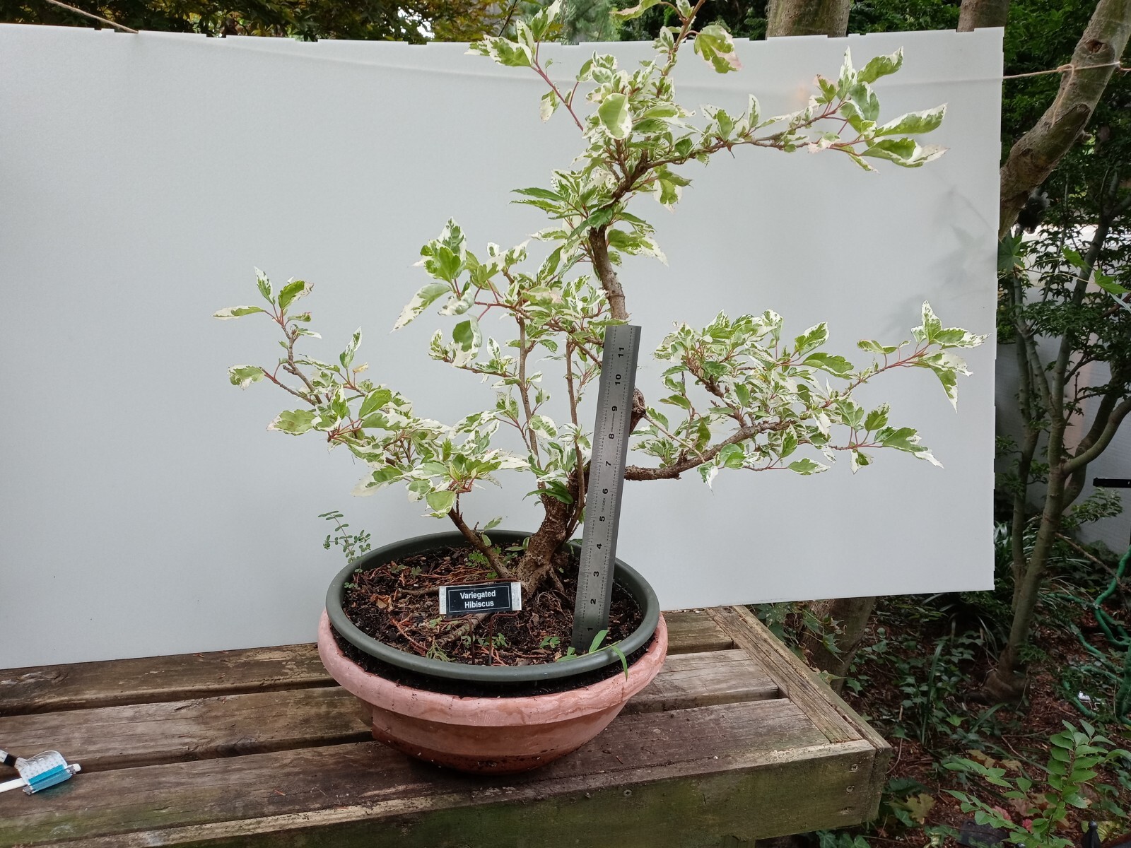 SNOW QUEEN Tropical Hibiscus Bonsai Plant Variegated leaves and Red Flower