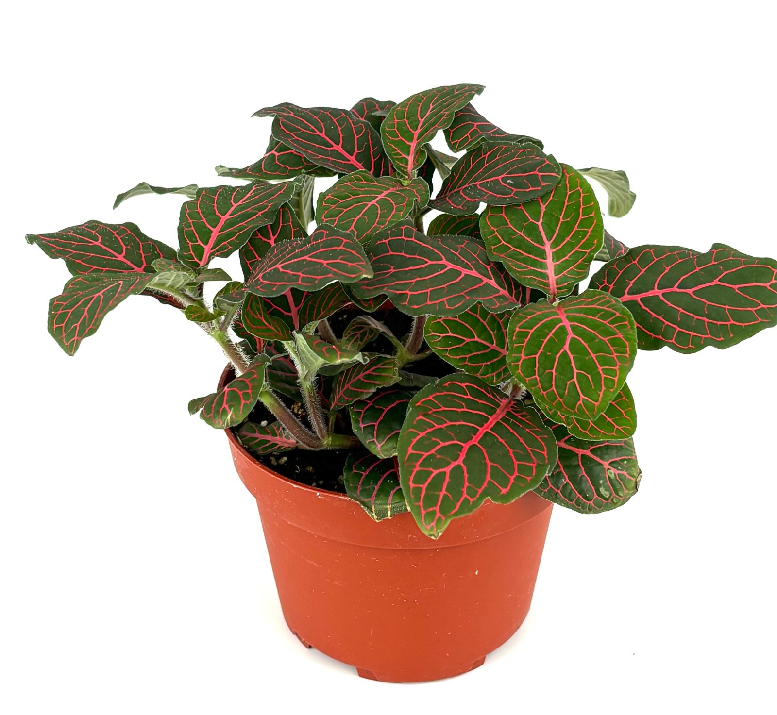 Red Nerve Plant Fittonia Live Potted House Plants Air Purifying