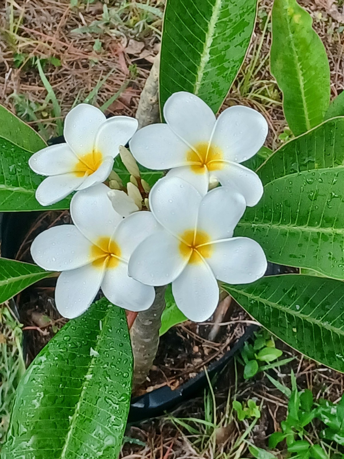 Mystery Plumeria Cuttings
