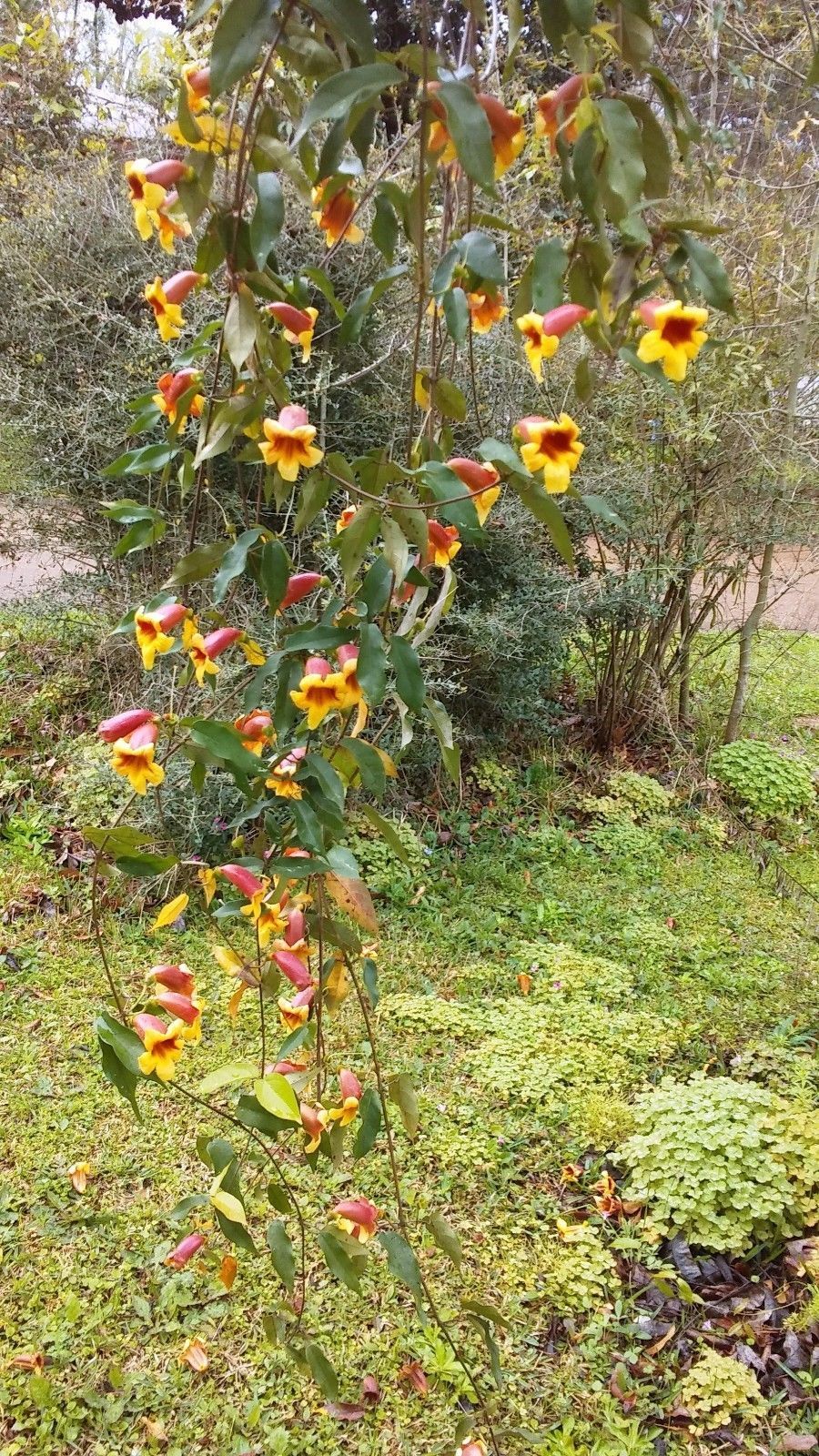 2 PLANTS CROSS VINES TANGERINE BEAUTY BIGNONIA YELLOW ORANGE RED TRUMPET FLOWER