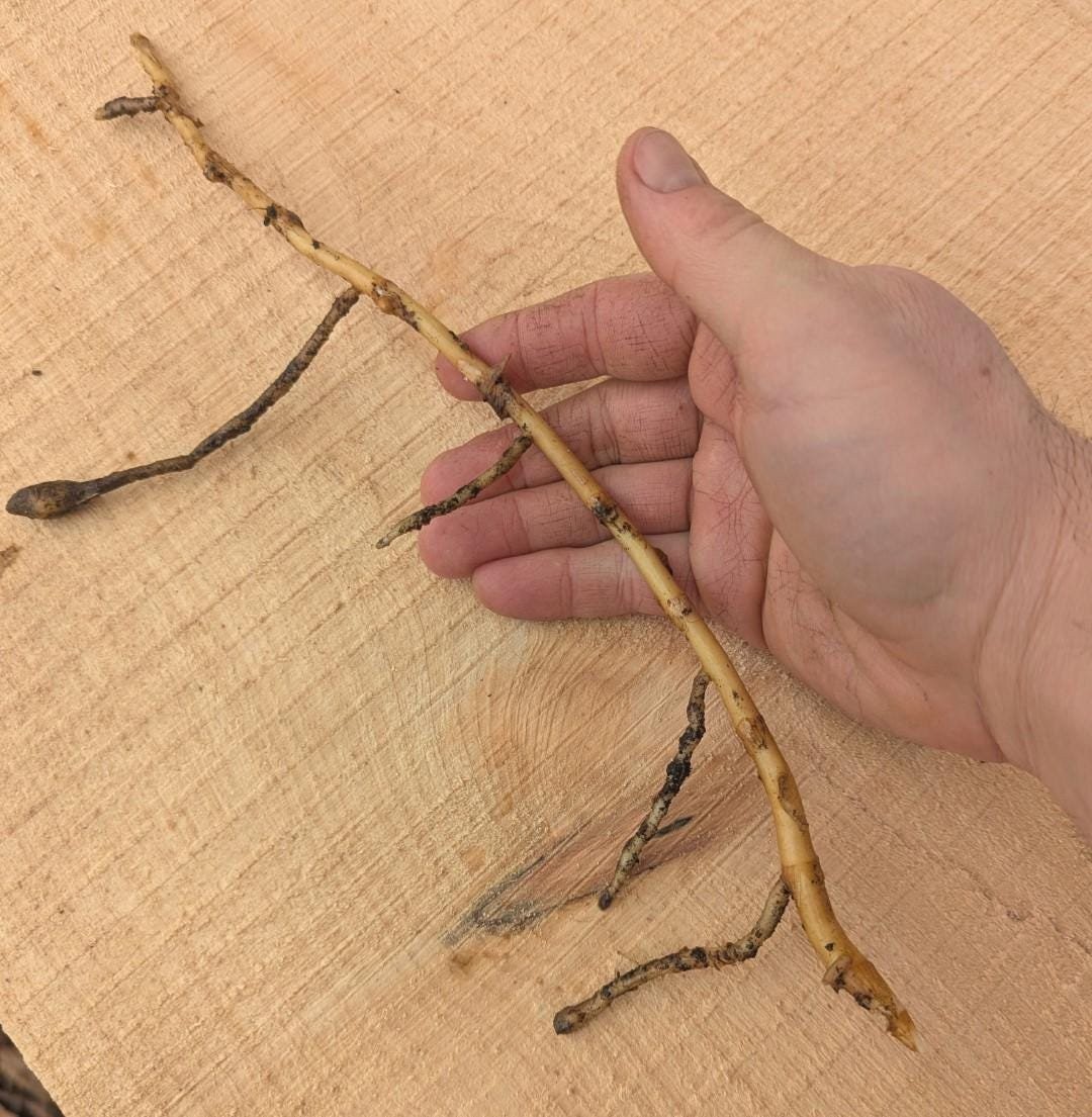 Myoga Ginger Live Roots, Cold Hardy Young Plants (Zone 5b)