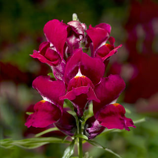 Snapdragon Snaptini Violet 2,000 seeds