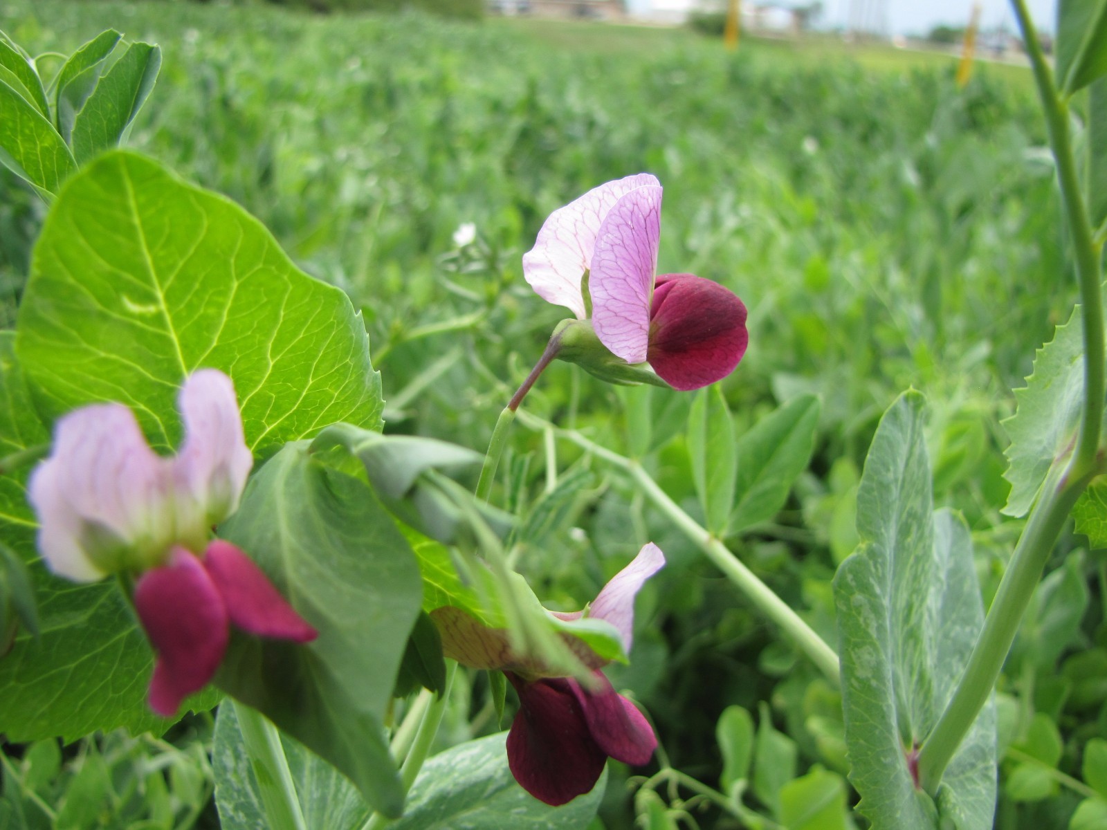 Austrian Winter Pea Seed – 10 Lbs.