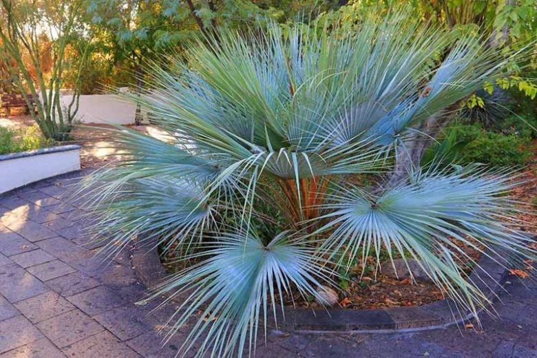 10 Mexican Blue Hesper Palm Seeds Grey Goddess Cold Hardy Tropical