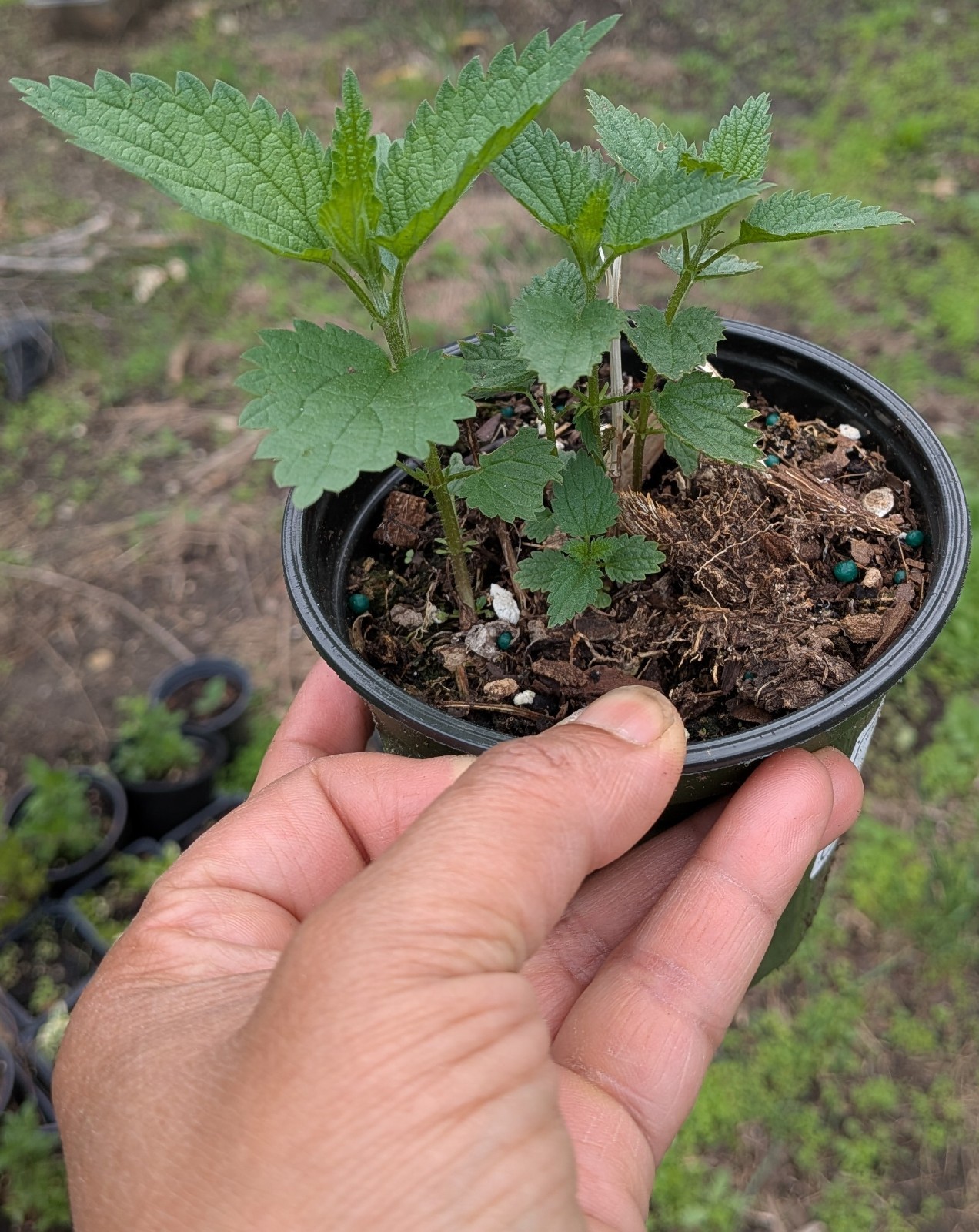 Live Stinging Nettle Plant, Medicinal Herb Organically Grown – in a pot