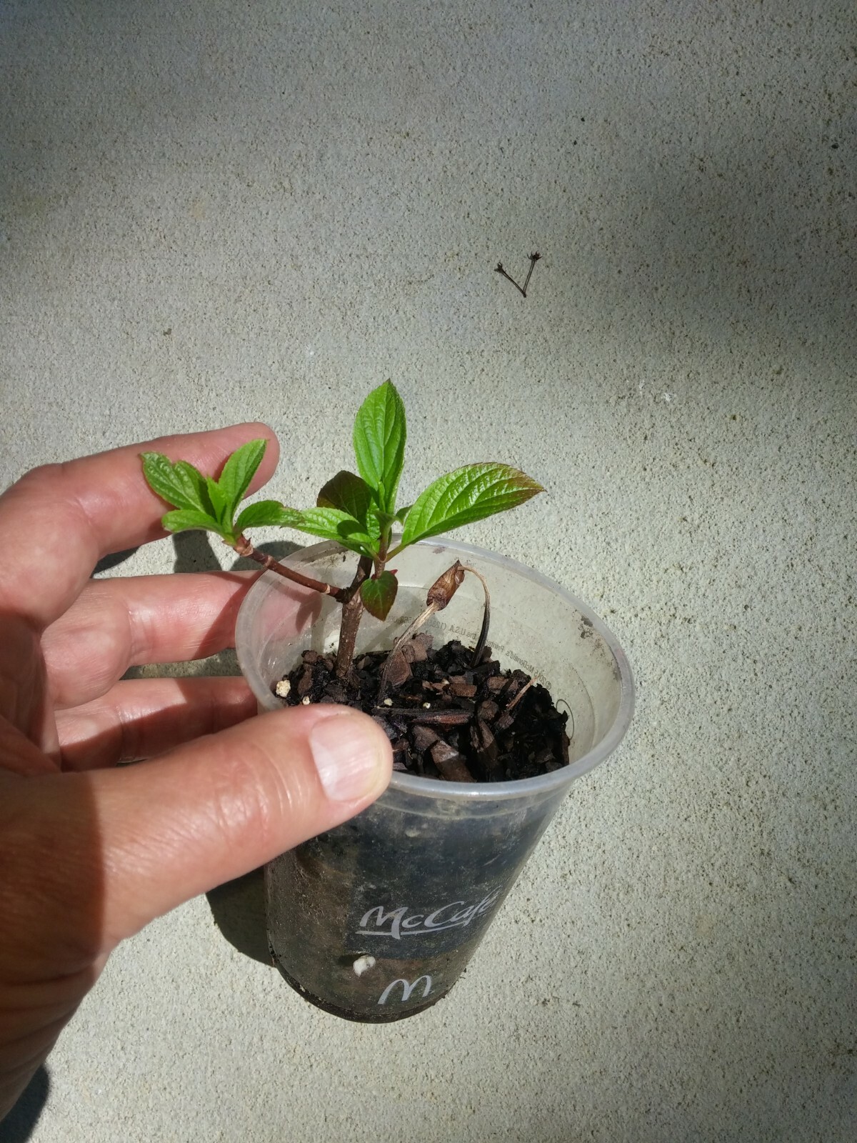 10 thin unrooted cuttings of stunning Vanilla Strawberry Hydrangea bush tree